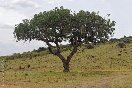 African sausage tree