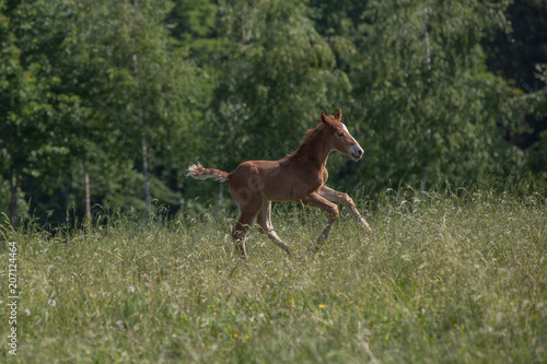 3 Tage altes Fohlen galoppiert