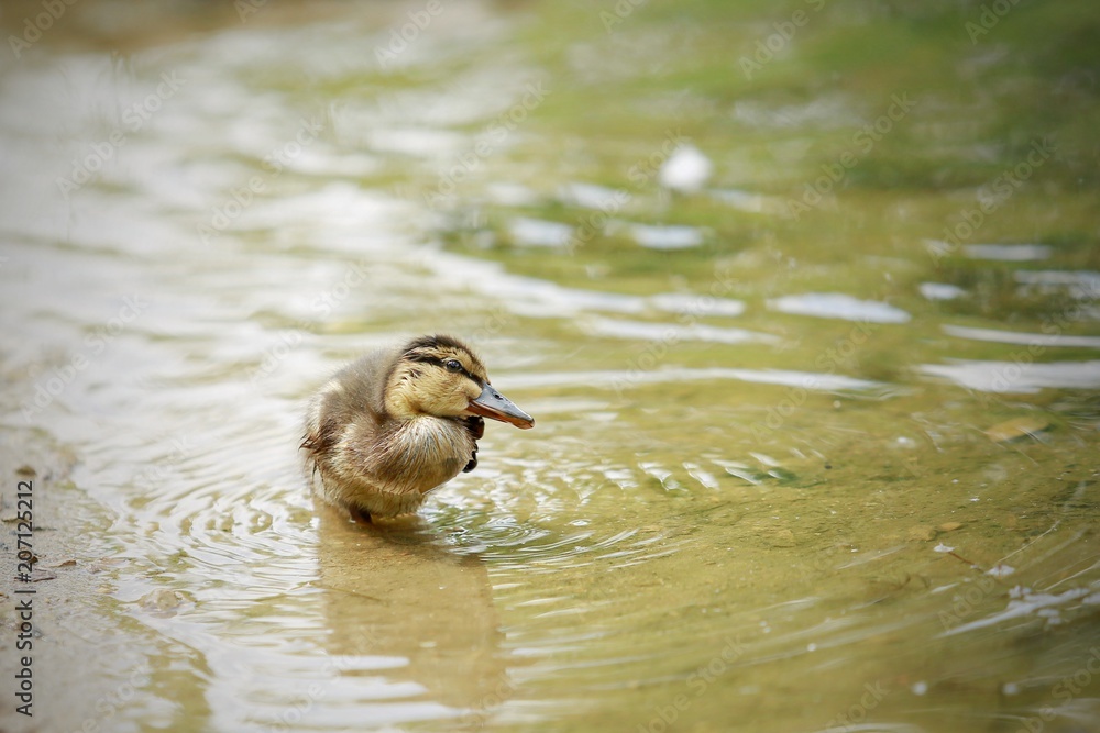 Little brown and yellow duckling of mallard standing on one leg in shallow transparent water on sand looking funny, seaside, lake, daylight Little brown and yellow duckling of mallard standing on one leg in shallow transparent water on sand looking funny, seaside, lake, daylight