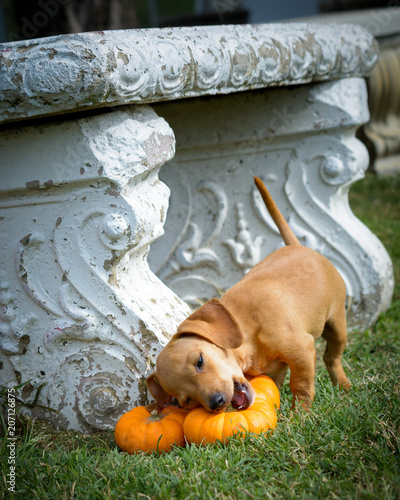 Puppy with Mini Pumpkins photo