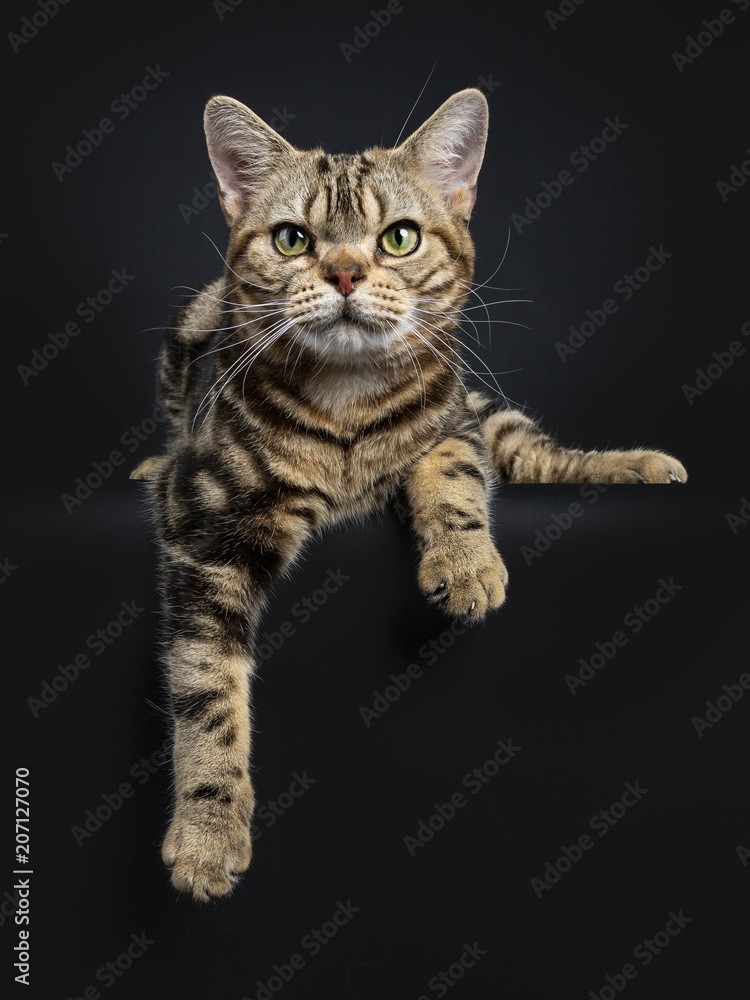 Brown and black tabby American Shorthair cat kitten laying down with paws  hanging over edge isolated on black background looking at camera Stock  Photo | Adobe Stock