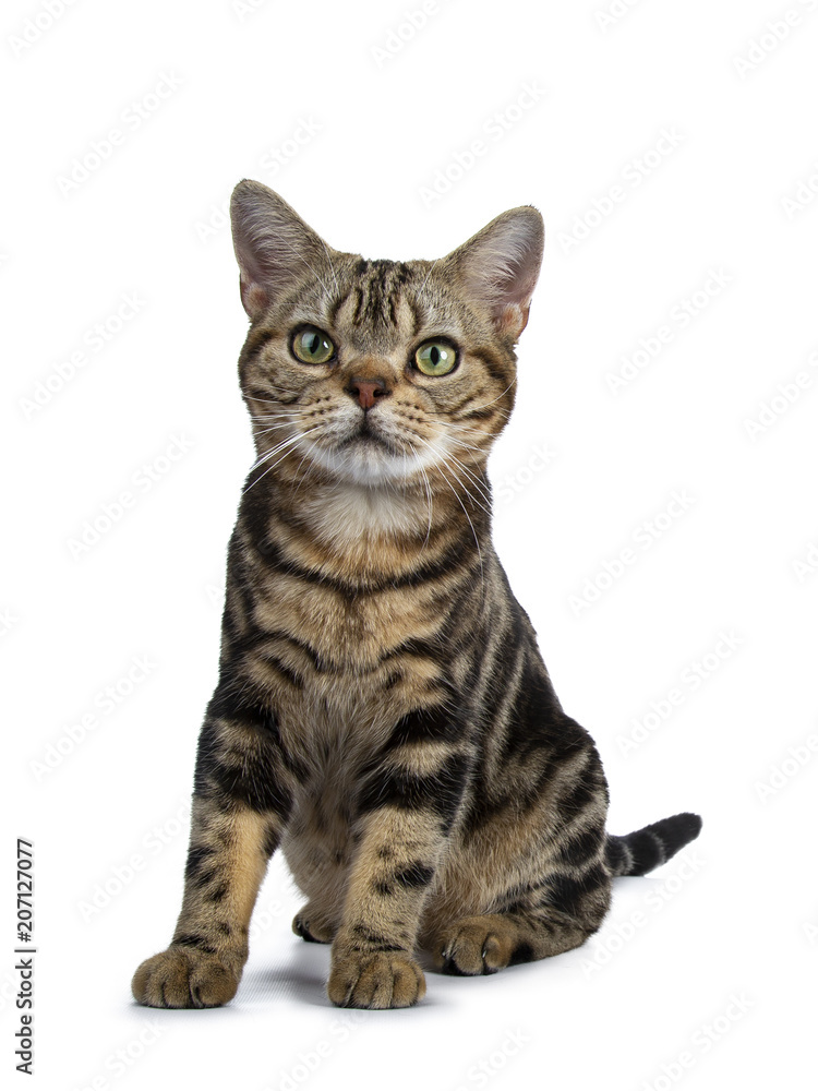 Brown and black tabby American Shorthair cat kitten sitting facing front isolated on white background looking beside camera