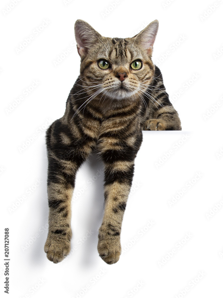 Brown and black tabby American Shorthair cat kitten laying down with paws hanging over edge isolated on white background looking at camera