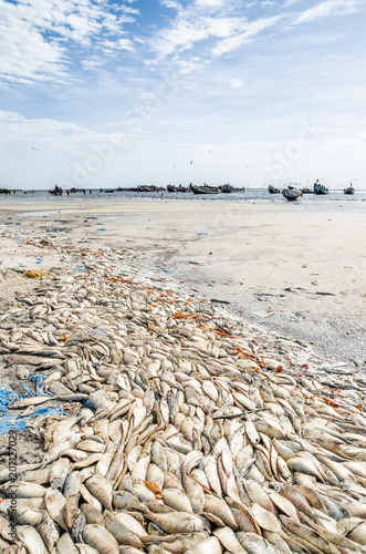 Many dead fish laying on beach with wooden fishing boats in background at Senegalese coast, Palmarin, Sine Saloum Delta photo