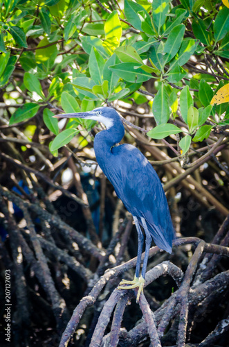 Beautiful blue black heron perching on mangrove tree in Sine Saloum Delta wildlife area, Senegal, Africa photo