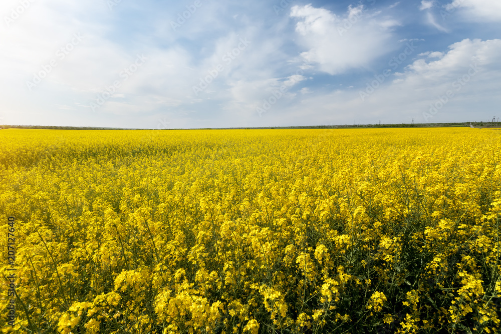 photo canola field / bright hot summer day landscape in nature photo canola field / bright hot summer day landscape in nature