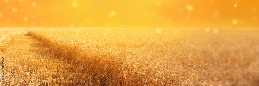 View of field of rye with beveled stripbeveled strips during harvesting at sunset. Summer agriculture rural background. Panoramic image