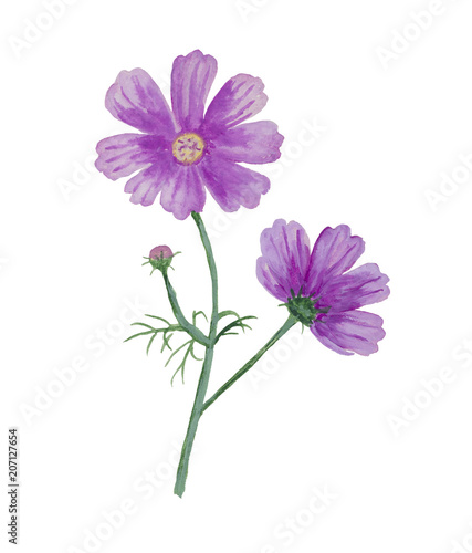 Watercolor cosmos flower with bud.