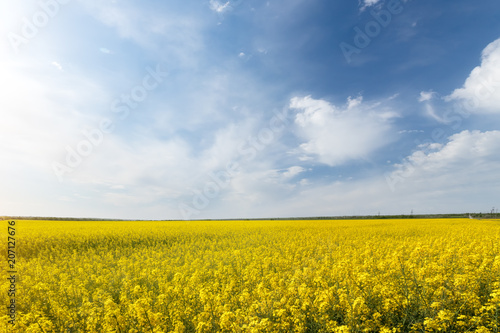 photo canola field   bright hot summer day landscape in nature