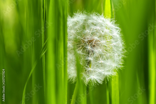 Fototapeta Naklejka Na Ścianę i Meble -  dandelion in the grass macro / dandelion who looks out from the grass