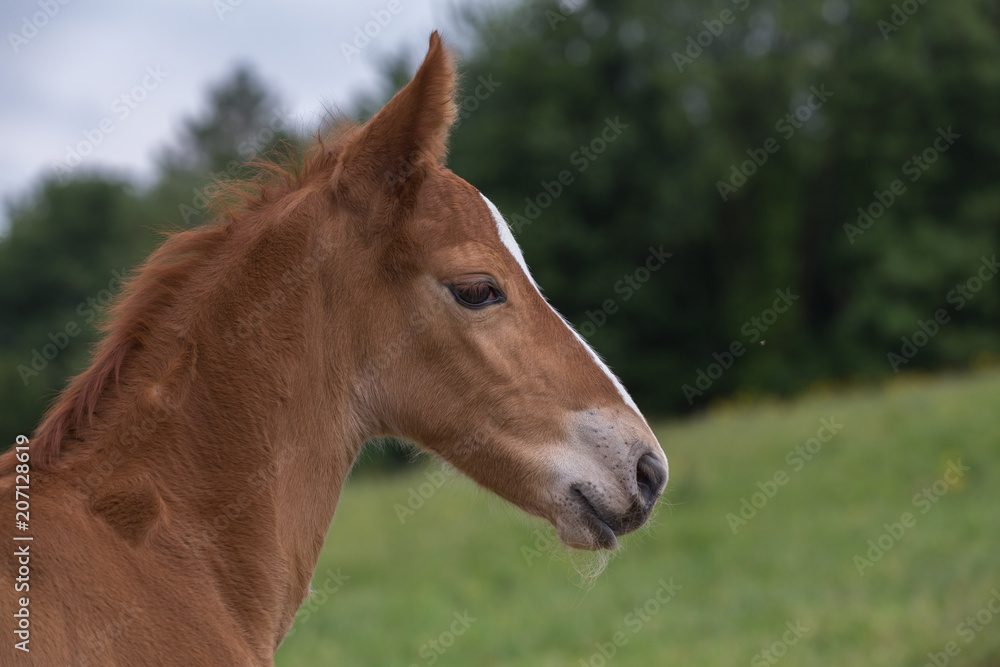 Fototapeta premium Kopf eines jungen Fohlens