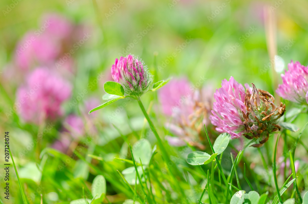 Purple Wildflowers,( Trifolium repens,) at the public park Purple Wildflowers,( Trifolium repens,) at the public park