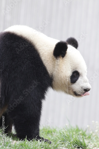 Fototapeta Naklejka Na Ścianę i Meble -  Fluffy Giant Panda in China