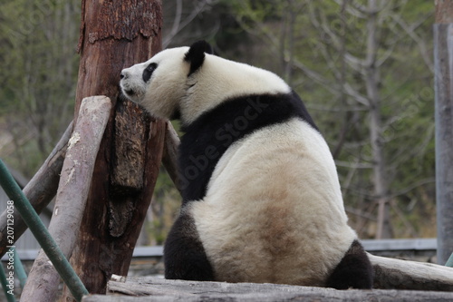Fototapeta Naklejka Na Ścianę i Meble -  Fluffy Giant Panda in China