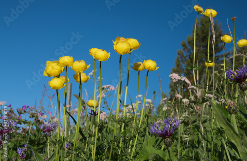 Trollblumen und Flockenblumen auf der Alpenwiese