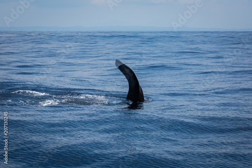 Whale watching © sergemi