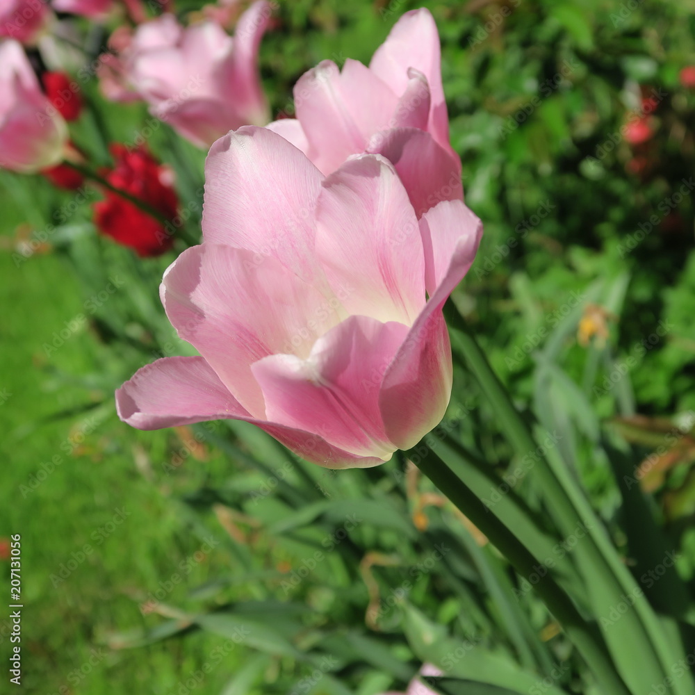 Tulips bloom in spring in the garden