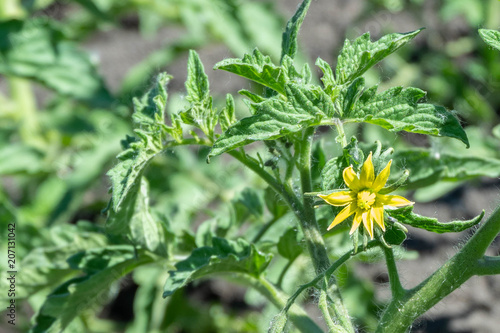 Obraz na płótnie In the greenhouse bloom plant tomatoes with lots of yellow flowers