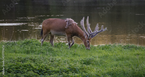 Milu Deer - Pere Davids Deer