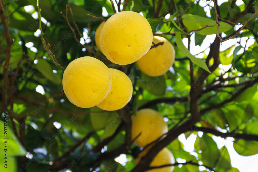 Beautiful citrus tree with ripe fruits close-up Beautiful citrus tree with ripe fruits close-up