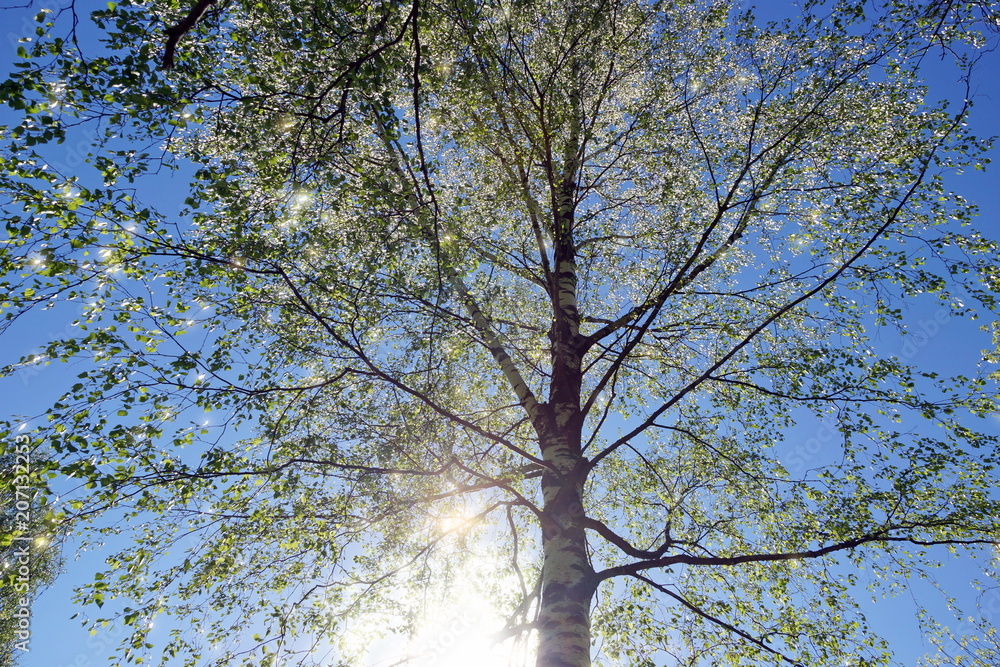 Fototapeta premium birch crown young fresh leaves on blue sky. the sun illuminates the young leaves
