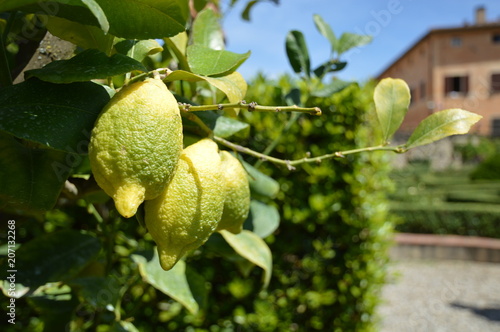 Lemon groves from Tuscany