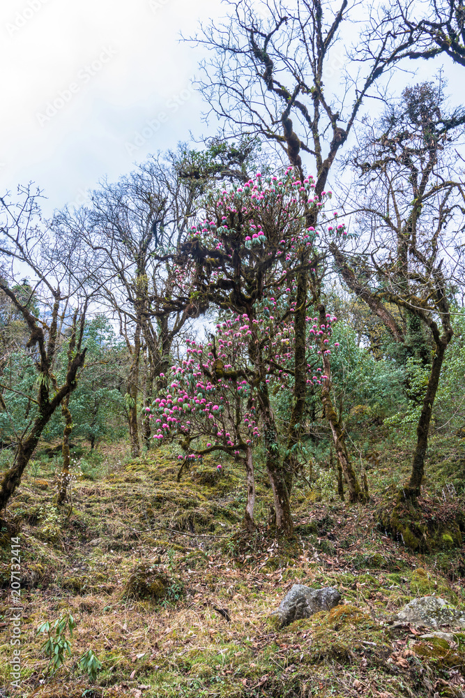 The scenery of rhododendron forest, Nepal. The scenery of rhododendron forest, Nepal.