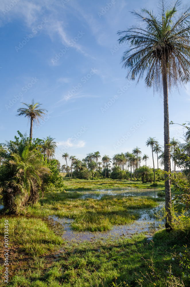 Beautiful tropical wetlands with palm trees and soft light against blue sky, Kafountine, Casamance, Sengal, Africa