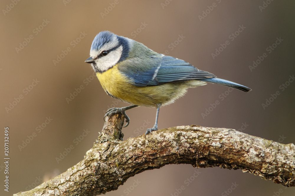 Obraz premium Eurasian Blue Tit (Cyanistes caeruleus), perched on a branch, Castile and Leon, Spain.