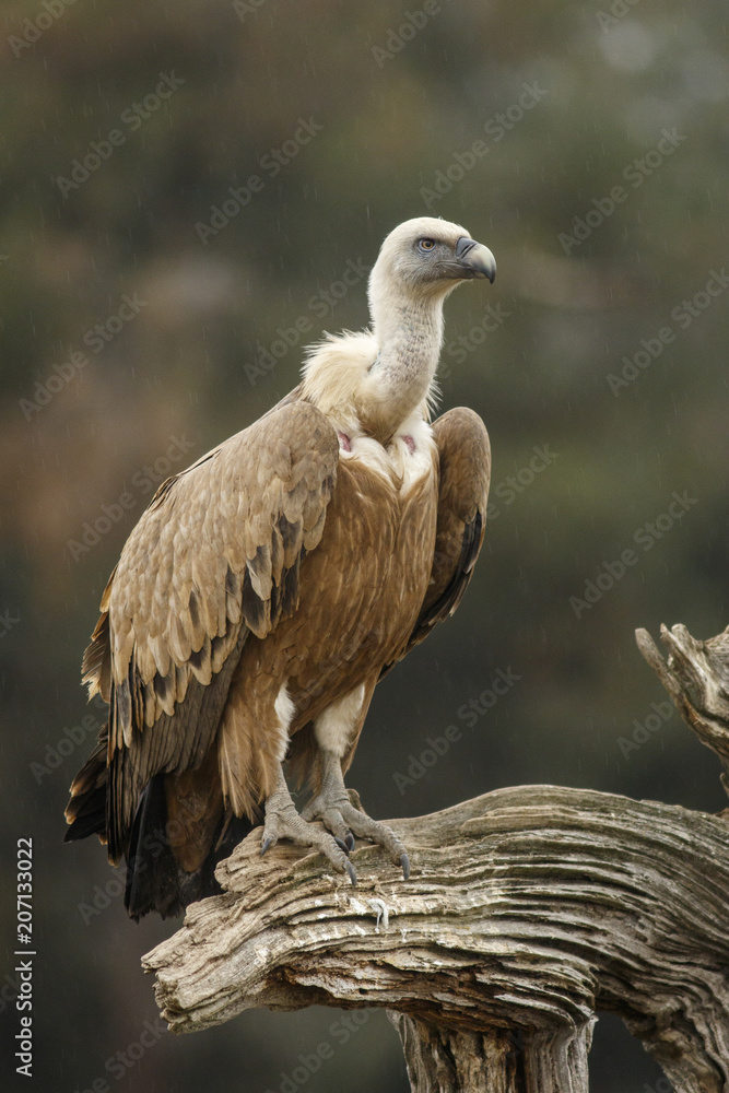 Griffon Vulture (Gyps fulvus), feeding, Castile and Leon, Spain. Griffon Vulture (Gyps fulvus), feeding, Castile and Leon, Spain.