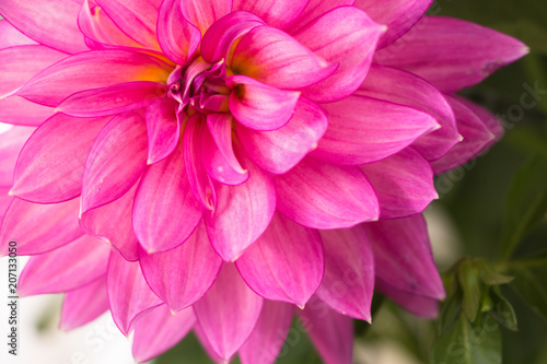 Blooming pink Dahlia flower closeup.