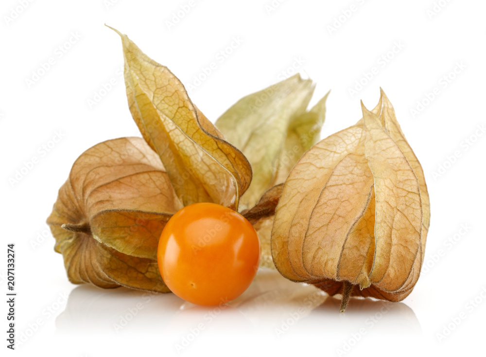 Physalis Physalis