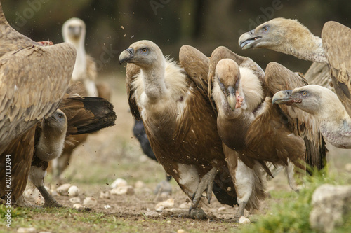 Griffon Vulture (Gyps fulvus), feeding, Castile and Leon, Spain.