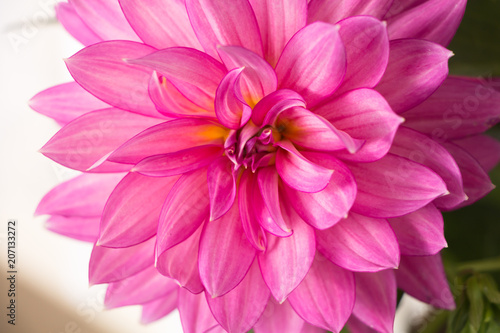 Fototapeta Naklejka Na Ścianę i Meble -  Blooming pink Dahlia flower closeup.