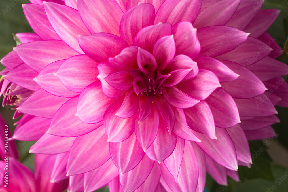 Obraz premium Blooming pink Dahlia flower closeup.
