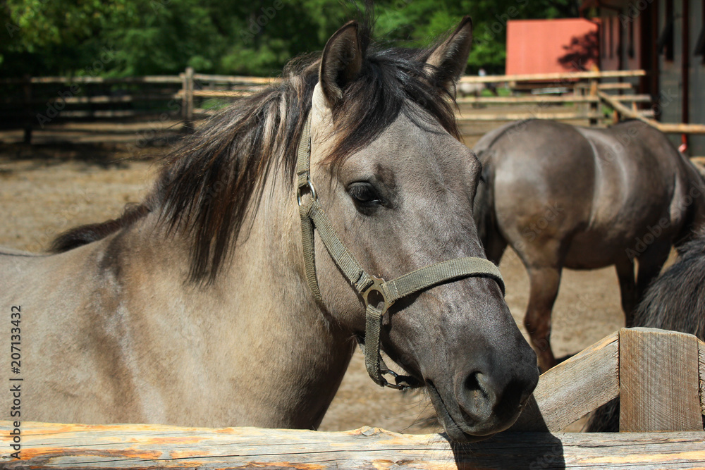 Konik (Equus ferus caballus), a Polish primitive semi-feral horse, in Roztocze national park, Poland Konik (Equus ferus caballus), a Polish primitive semi-feral horse, in Roztocze national park, Poland