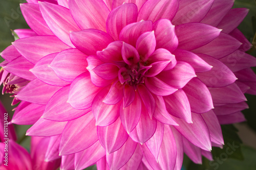 Fototapeta Naklejka Na Ścianę i Meble -  Blooming pink Dahlia flower closeup.