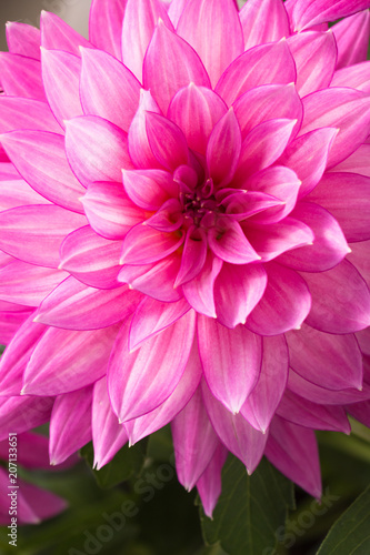 Fototapeta Naklejka Na Ścianę i Meble -  Blooming pink Dahlia flower closeup.