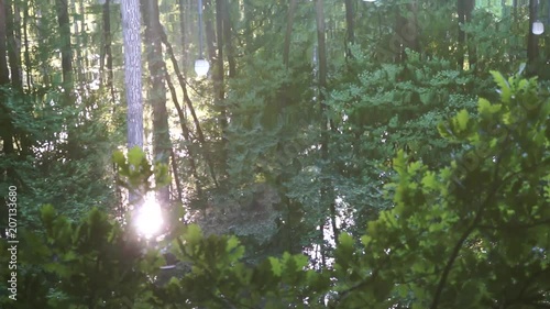 Tree reflection on pond surface