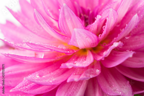 Blooming pink Dahlia flower closeup, with water droplets.