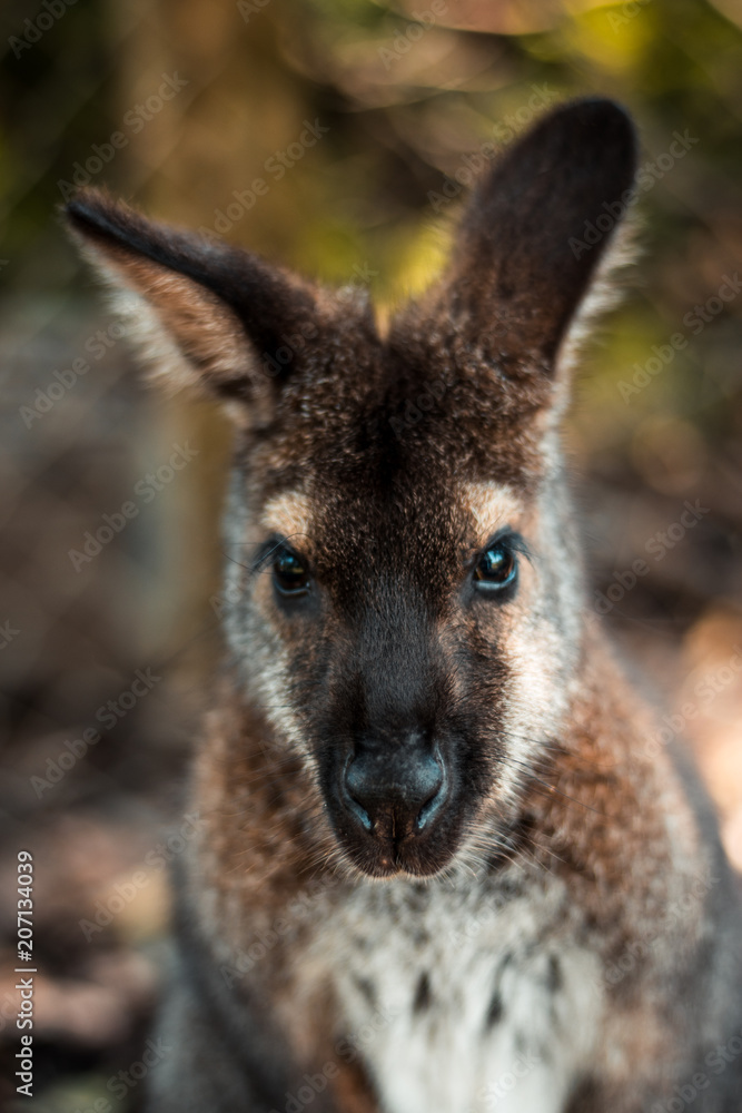 Fototapeta premium Australian Beauty