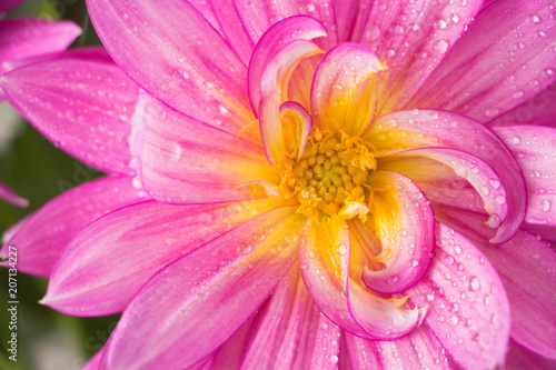Fototapeta Naklejka Na Ścianę i Meble -  Blooming pink Dahlia flower closeup, with water droplets.