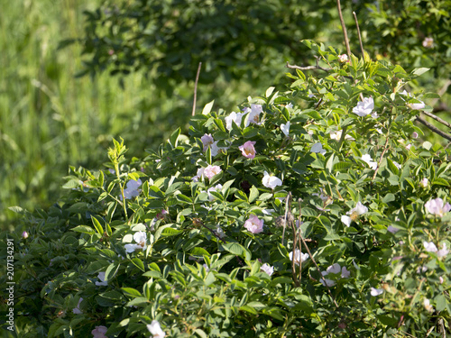 Kwitnące krzewy dzikiej róży (Rosa canina) w naturalnym srodowisku