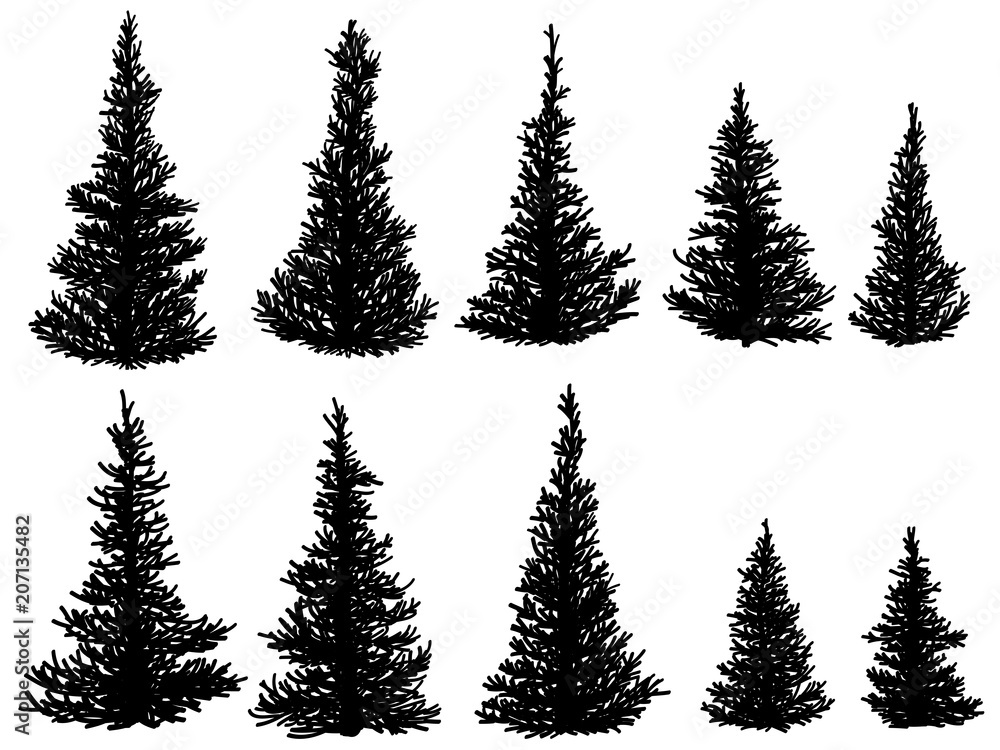 Obraz premium Silhouettes of spruce trees (fir, fir-tree).
