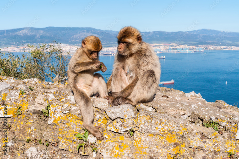 Fototapeta premium The Barbary Macaque monkeys of Gibraltar. The only wild monkey population on the European Continent. At present there are 300+ individuals in 5 troops occupying the Gibraltar nature reserve.