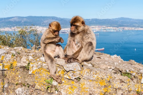Wallpaper Mural The Barbary Macaque monkeys of Gibraltar