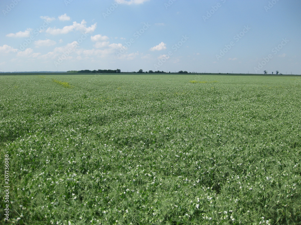 Blooming peas in the field. Flowering of legumes. Flowers of peas Blooming peas in the field. Flowering of legumes. Flowers of peas