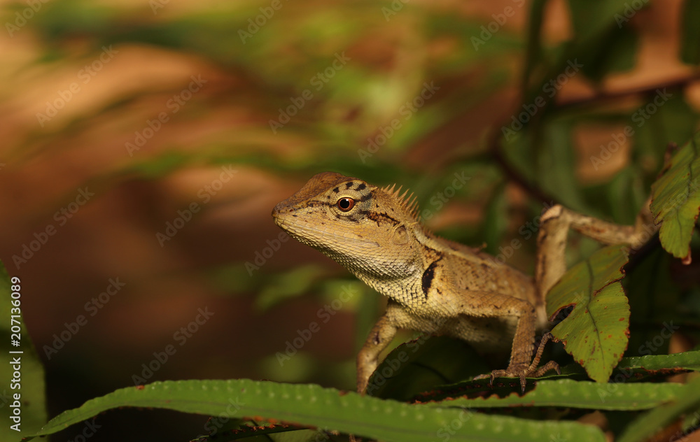 Fototapeta premium A lizard eat insects on a tree.