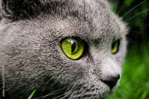 Furious cat eyes haunting 