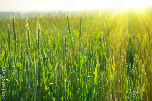 Wheat field at sunset. Summer outdoor